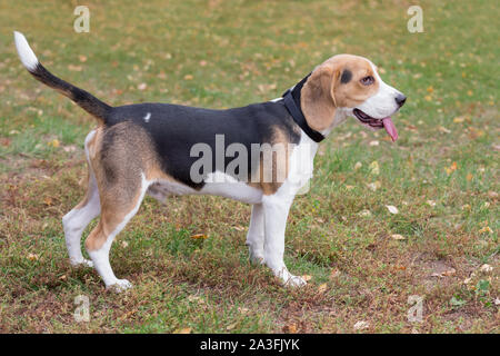 Cute beagle puppy is standing on a grass in the autumn park. Pet animals. Purebred dog. Stock Photo