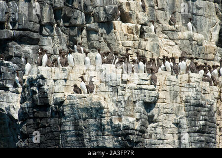 Colony of Common Guillemots on cliffs of Isle of May. Fife, Scotland Stock Photo