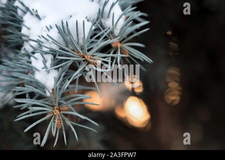 Winter holidays theme. Blue pine appleChristmas background: blue pine branches with snow. Blurred lights on background. Needles of pine tree covered with snow. Winter time concept. Close-up Stock Photo
