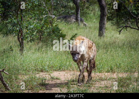 Spotted hyaena walking in green savannah in Kruger National park, South Africa ; Specie Crocuta crocuta family of Hyaenidae