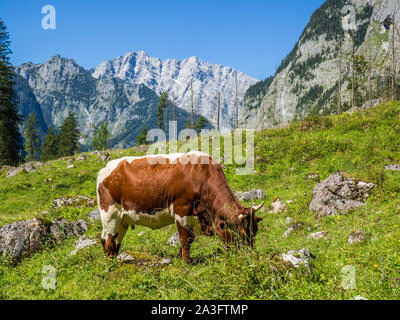 Cow on a mountain pasture in the Alps Stock Photo