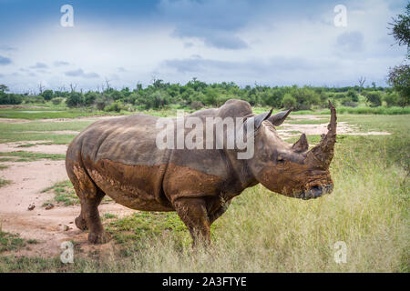 Southern white rhinoceros in wide angle view in Hlane royal National park, Swaziland ; Specie Ceratotherium simum simum family of Rhinocerotidae Stock Photo