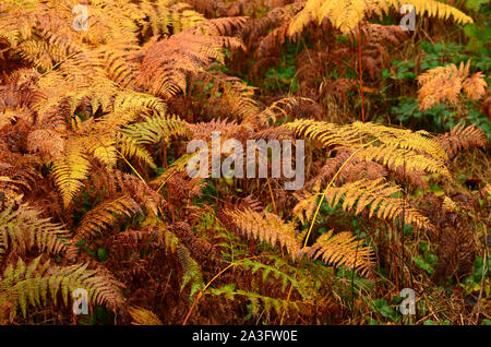 dry ferns in a forest during autumn season Stock Photo