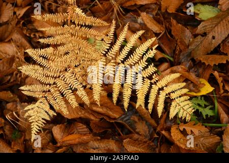 dry ferns in a forest during autumn season Stock Photo