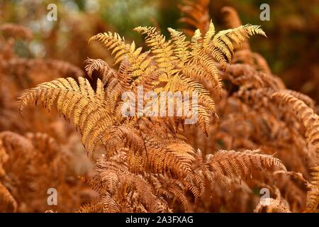 dry ferns in a forest during autumn season Stock Photo