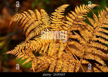 dry ferns in a forest during autumn season Stock Photo