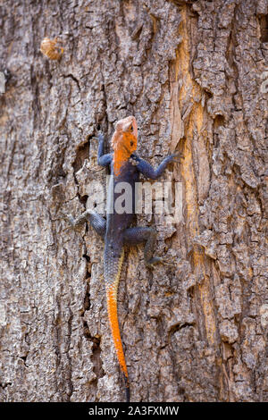 Red headed agama sitting on a tree, Namibia, Africa Stock Photo