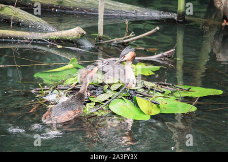 great crested grebe family in floating nest Stock Photo