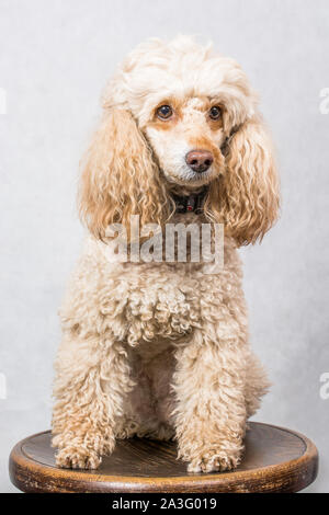 Groomed Toy Poodle posing on white background Stock Photo - Alamy