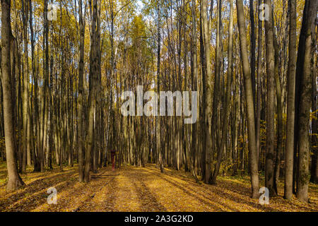 Long shadows from tall trees in deciduous forest on bright autumn day Stock Photo