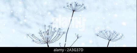 Frozen flower in blue tone, very shallow focus Stock Photo