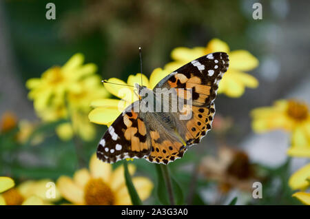 A painted lady butterfly sipping nectar from a flower