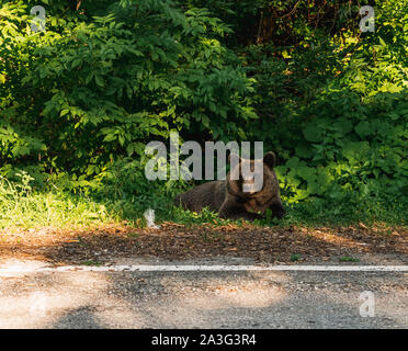 Wild brown bear ( Ursus Arctos ) sitting on the side of the road, on Transfagarasan pass, Romania Stock Photo