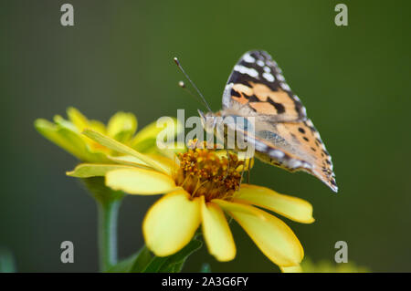 A painted lady butterfly sipping nectar from a flower