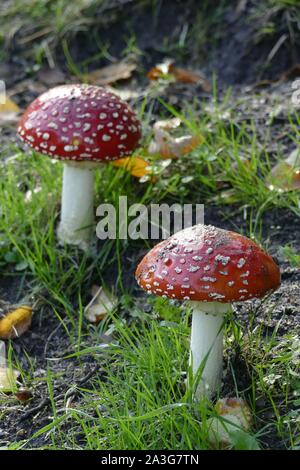 Fly agarics (Amanita muscaria) in the grass, Bremen, Germany