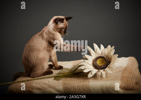 Siamese cat on a blanket playing with a flower Stock Photo