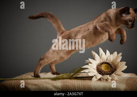 Siamese cat on a blanket playing with a flower Stock Photo