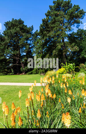 England, Berkshire, Windsor, Windsor Great Park, The Savill Garden Stock Photo