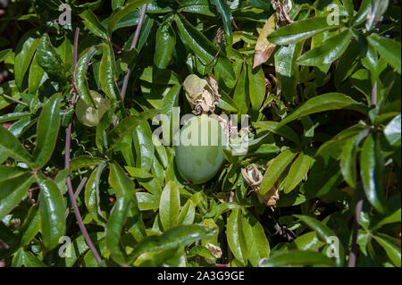 Ripe orange and ripening green egg shaped fruit of the passion flower plant, Passiflora caerulea, Blue Crown, against dense foliage Stock Photo