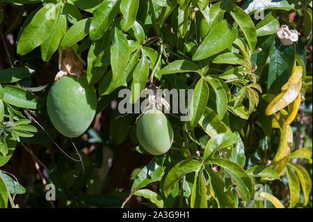 Ripe orange and ripening green egg shaped fruit of the passion flower plant, Passiflora caerulea, Blue Crown, against dense foliage Stock Photo