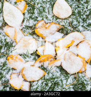 First snow on fallen Aspen leaves in the mountain town of Banff Alberta Stock Photo