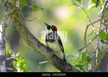 An Acorn Woodpecker, Melanerpes formicivorus, perched on the branch of a tree. Stock Photo