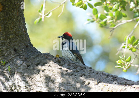 An Acorn Woodpecker, Melanerpes formicivorus, on the trunk of a treewith acorn top. Stock Photo