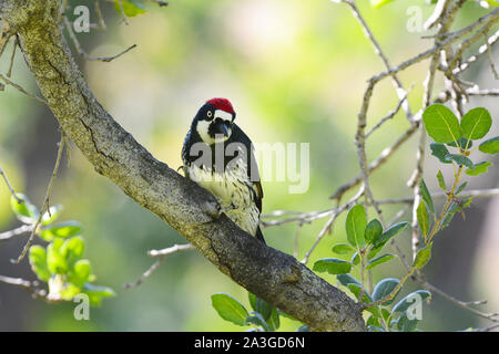 An Acorn Woodpecker, Melanerpes formicivorus, perched on the branch of a tree, facing camera. Stock Photo