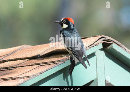 An Acorn Woodpecker, Melanerpes formicivorus, perched on a shed roof top. Stock Photo