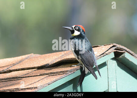 An Acorn Woodpecker, Melanerpes formicivorus,  on the roof of a shed. Stock Photo