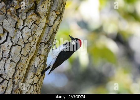 An Acorn Woodpecker, Melanerpes formicivorus,  on the trunk of a tree. Stock Photo