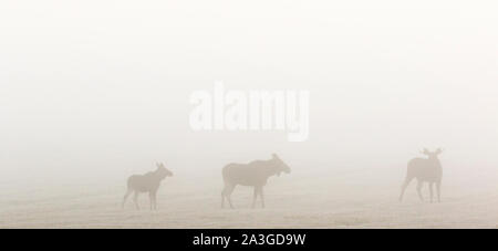 Moose cow with calf and a bull moose in the fog in a field Stock Photo