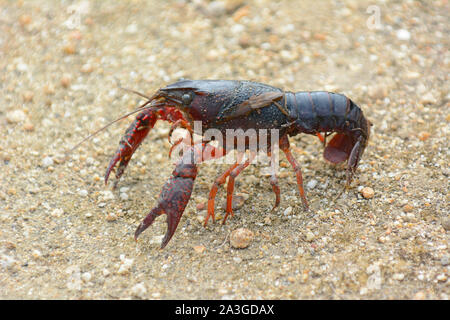 A Red Swamp Crayfish on a sand trail in a marsh. Stock Photo