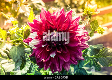 Beautiful full round dark purple blooming dahlia flowers in the autumn sunshine. Beautiful background of autumn flowers, template for design. Copy