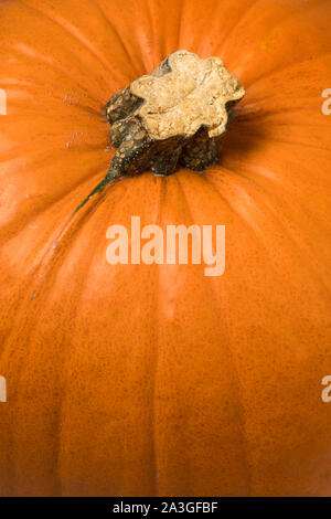 Single whole orange pumpkin close up full frame Stock Photo