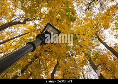 View of a street lamp and yellow tree trunks from bottom to top, scenic perspective, beautiful autumn, natural background Stock Photo