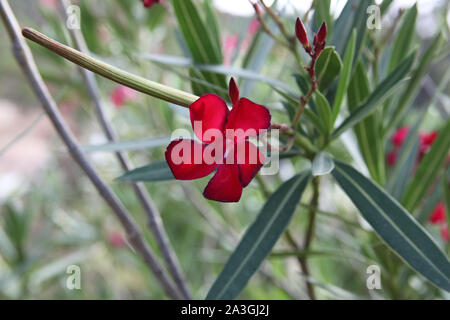 Red Oleander plant Stock Photo