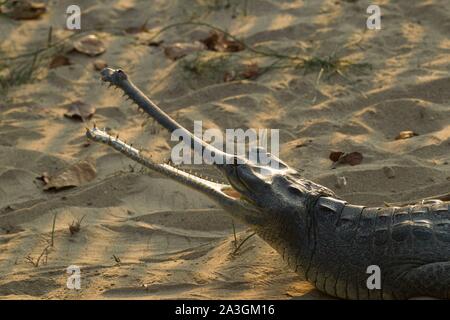 Nepal, Chitwan National Park, Gharial (Gavialis gangeticus) with open jaws in the Gharial Conservation Breeding Center