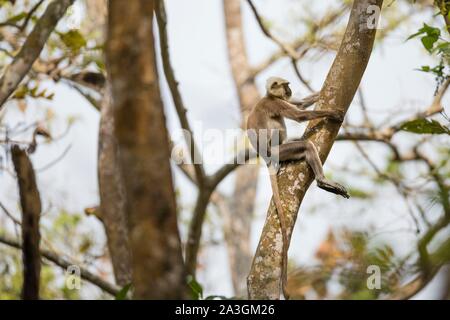 Nepal, Chitwan National Park, Tarai Gray Langur (Semnopithecus hector) in the jungle Stock Photo