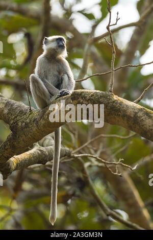 Nepal, Chitwan National Park, Tarai Gray Langur (Semnopithecus hector) in the jungle Stock Photo