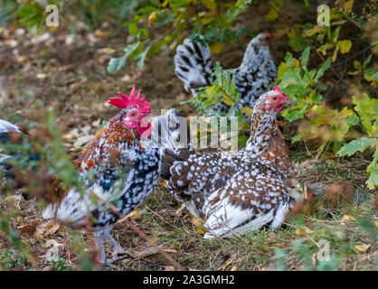 Rooster, mother hen and her fledglings - Stoapiperl / Steinhendl, an endangered chicken breed from Austria Stock Photo