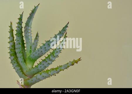 Cactus Fashion Set Design. Minimal fashion Still life. Trendy Bright Colors. Green cactus on light yellow, vanilla background. Stock Photo