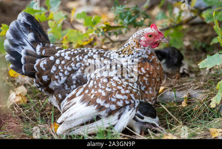Mother hen and her fledglings - Stoapiperl / Steinhendl, an endangered chicken breed from Austria Stock Photo