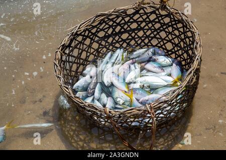 Philippines, Palawan, Malampaya Sound Protected Landscape and Seascape, the catch of the day Stock Photo