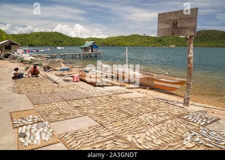 Philippines, Palawan, Malampaya Sound Protected Landscape and Seascape, boy laying fish for drying Stock Photo