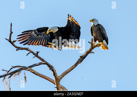 American bald eagles one perched and one landing in the tree Stock Photo