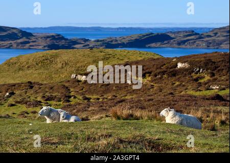 United Kingdom, Scotland, Highland, Inner Hebrides, Isle of Mull, sheep Stock Photo