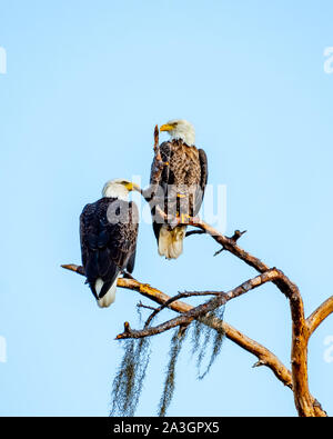 American bald eagle mates perched together on a tree branch Stock Photo