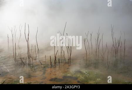 Dead branches in thermal lake, steaming water, hot spring, Kuirau Park, Rotorua, New Zealand Stock Photo