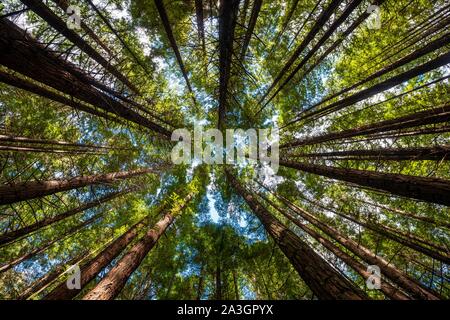View from below into the treetops, Redwood Forest, Sequoia sempervirens (Sequoia sempervirens), Whakarewarewa Forest, Rotorua, North Island, New Stock Photo